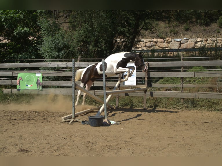 Selle français Klacz 2 lat 168 cm Srokata in Herepian
