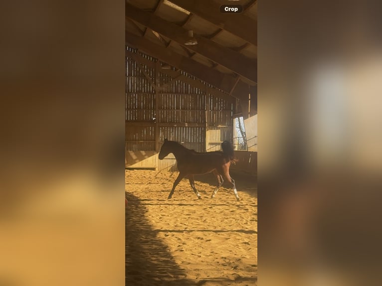 Selle français Klacz 2 lat Ciemnogniada in Tours