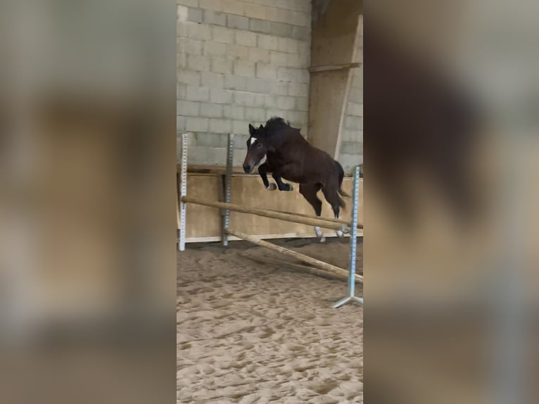 Selle français Klacz 2 lat Ciemnogniada in Tours