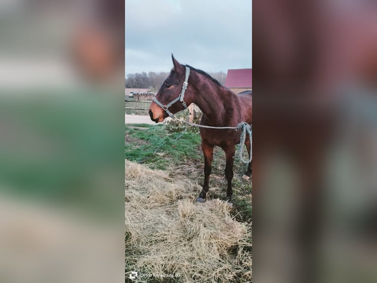 Selle français Klacz 3 lat 160 cm Gniada in Sommecaise