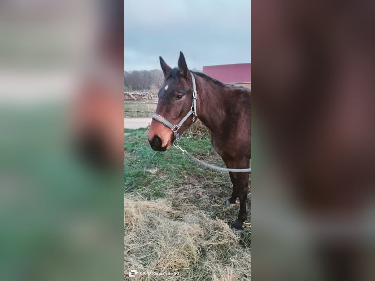 Selle français Klacz 3 lat 160 cm Gniada in Sommecaise