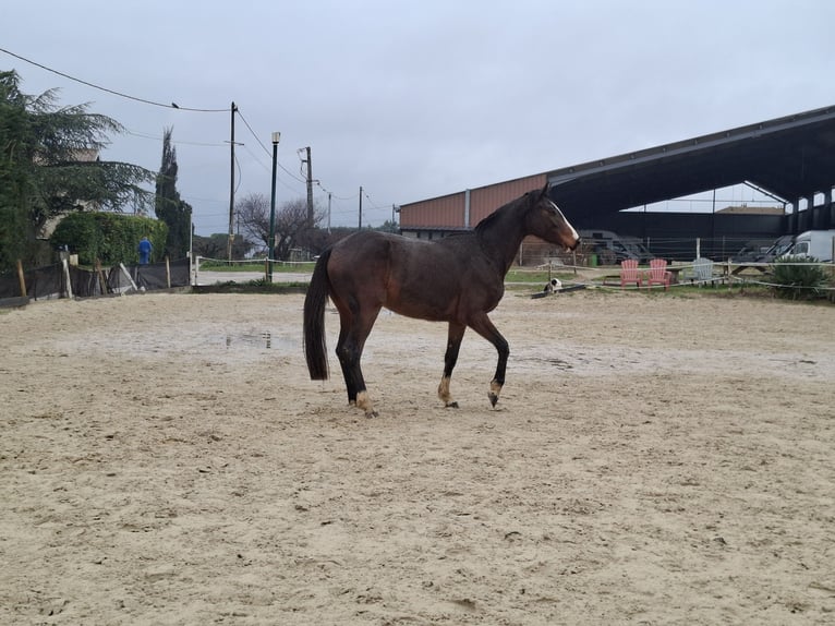Selle français Klacz 3 lat 160 cm Gniada in Bourg-lès-Valence