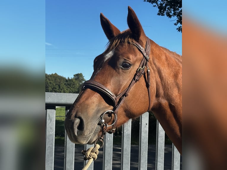 Selle français Klacz 3 lat 164 cm Kasztanowata in Colpo