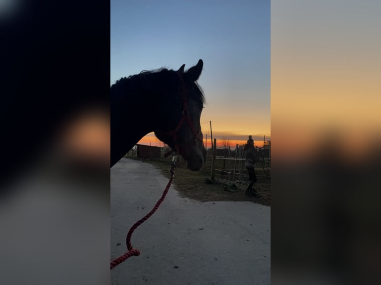 Selle français Mix Klacz 3 lat 172 cm Siwa in Nancy