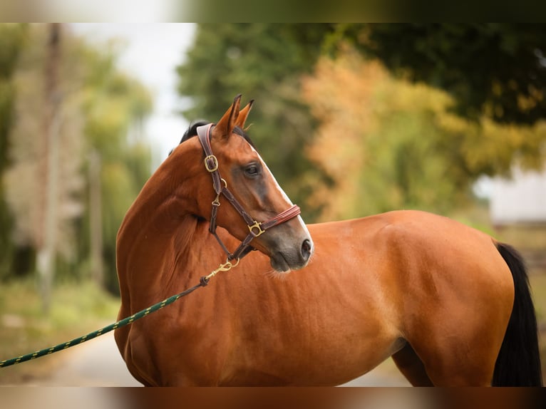 Selle français Klacz 4 lat 158 cm Gniada in Rennes