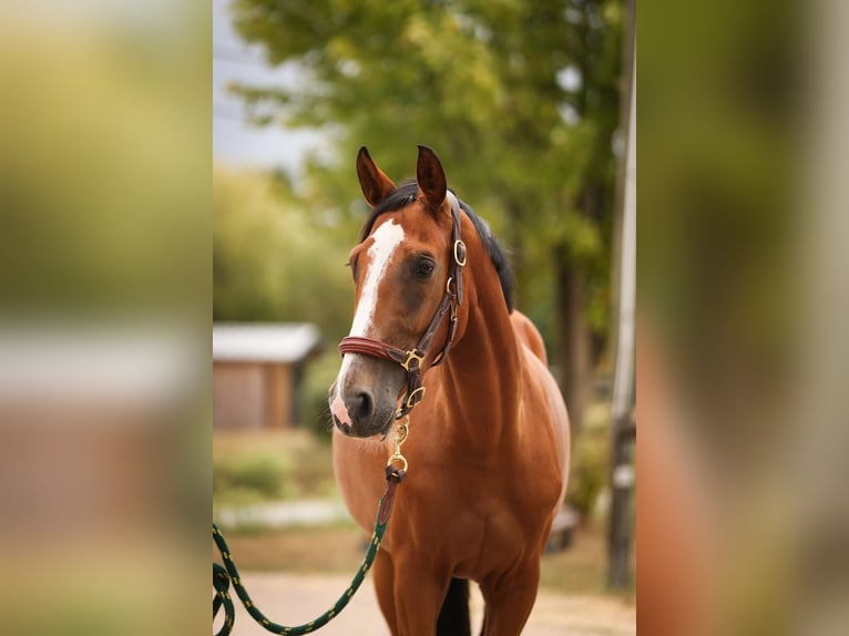 Selle français Klacz 4 lat 158 cm Gniada in Rennes