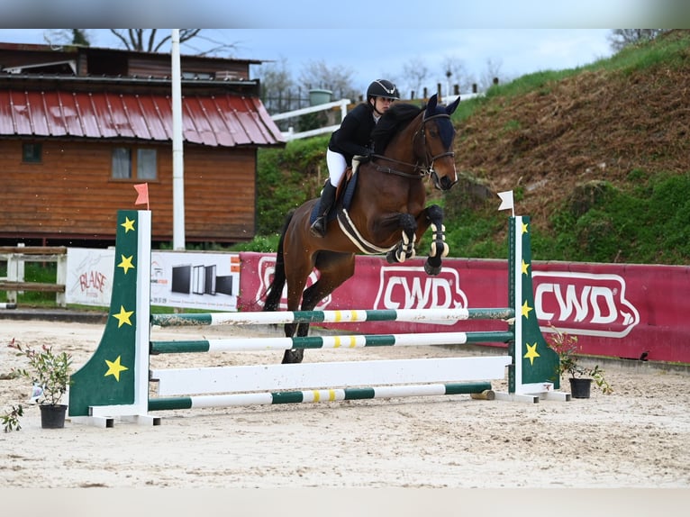Selle français Klacz 4 lat 162 cm Gniada in Saint-Cyr-les-Vignes