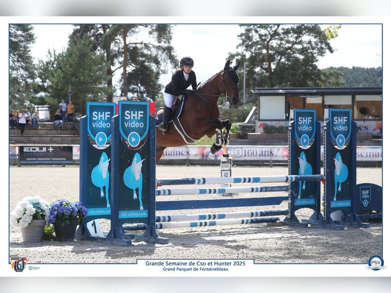 Selle français Klacz 4 lat 162 cm Gniada in Saint-Cyr-les-Vignes