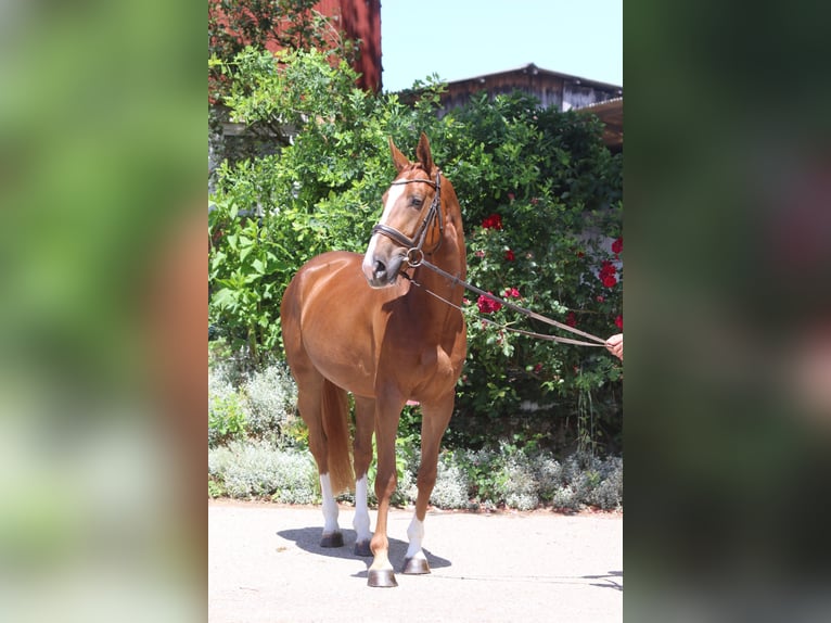 Selle français Klacz 4 lat 162 cm Kasztanowata in Hatten
