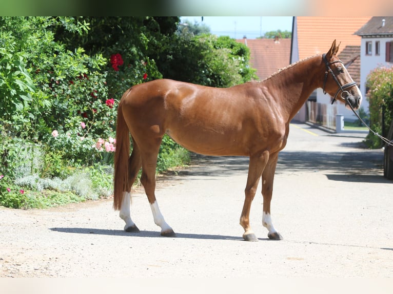 Selle français Klacz 4 lat 162 cm Kasztanowata in Hatten