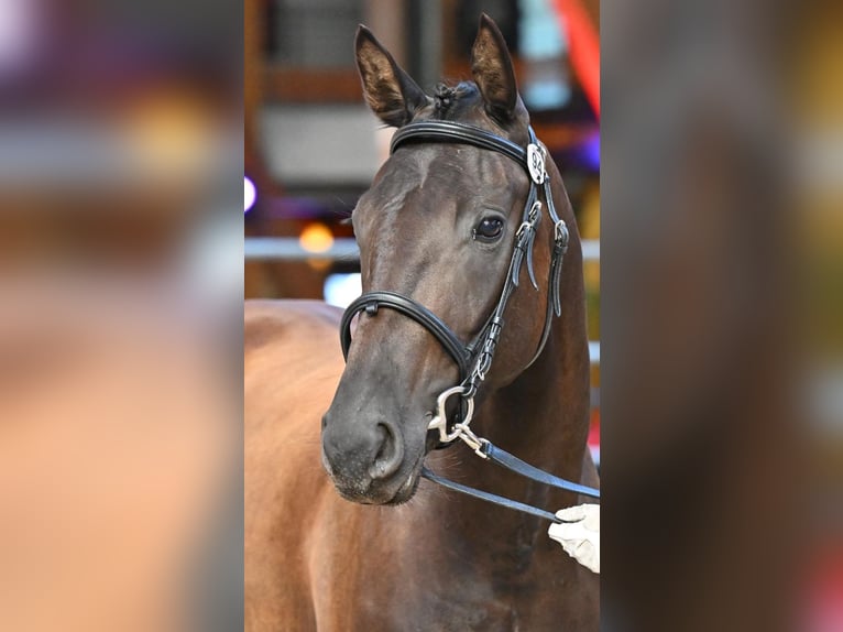 Selle français Klacz 4 lat 163 cm Kara in AUTOUILLET
