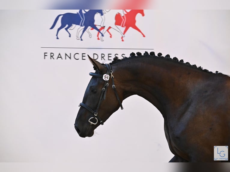 Selle français Klacz 4 lat 163 cm Kara in AUTOUILLET