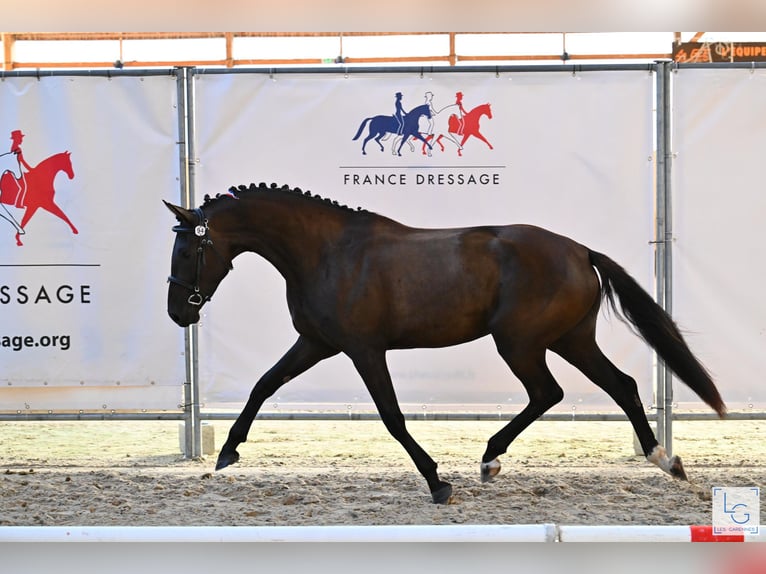 Selle français Klacz 4 lat 163 cm Kara in AUTOUILLET