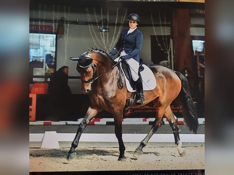 Selle français Klacz 4 lat 170 cm Gniada in Auray