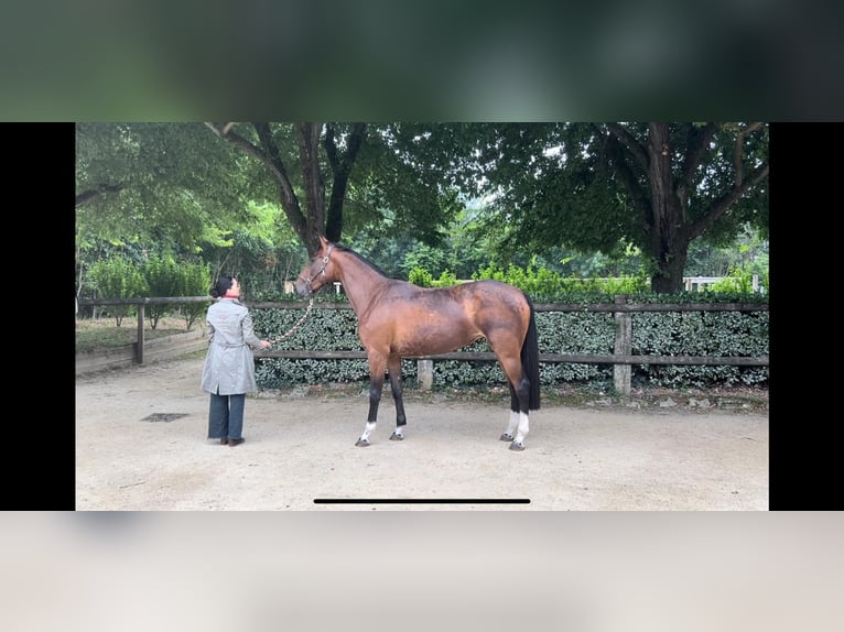 Selle français Klacz 4 lat 172 cm Gniada in Lédat