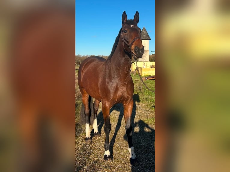 Selle français Klacz 4 lat 172 cm Gniada in Lédat