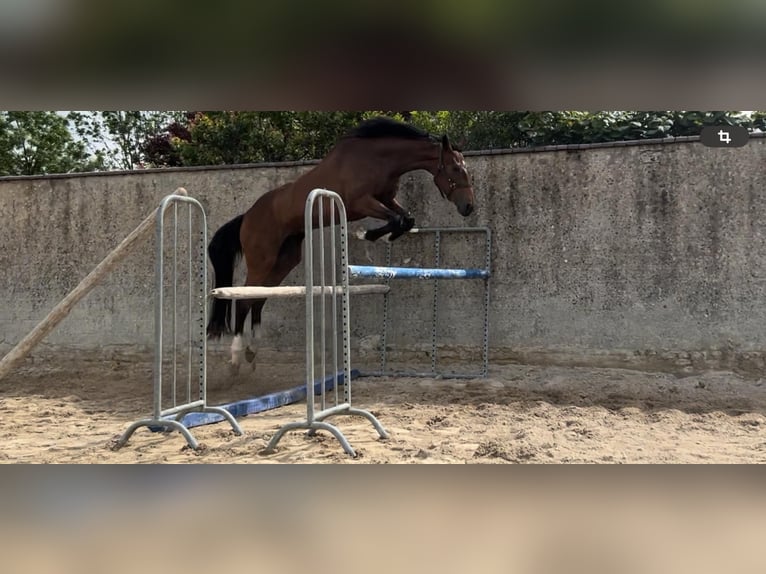 Selle français Klacz 4 lat 172 cm Gniada in Lédat