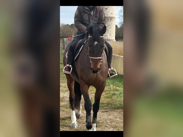 Selle français Klacz 4 lat 172 cm Gniada in Lédat