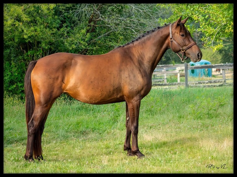 Selle français Klacz 5 lat 155 cm Gniada in Luchapt
