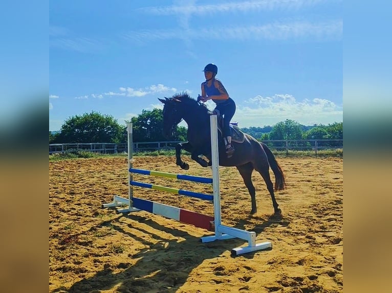 Selle français Klacz 5 lat 155 cm Gniada in Luchapt