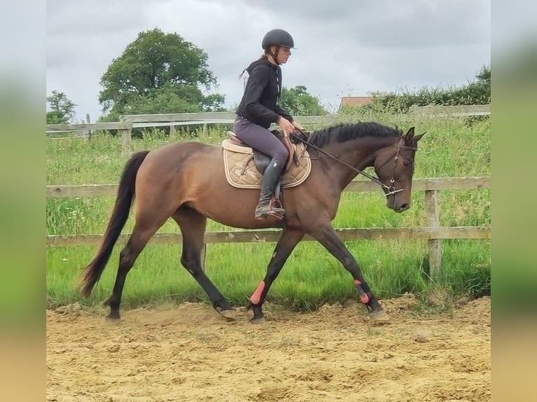 Selle français Klacz 5 lat 155 cm Gniada in Luchapt