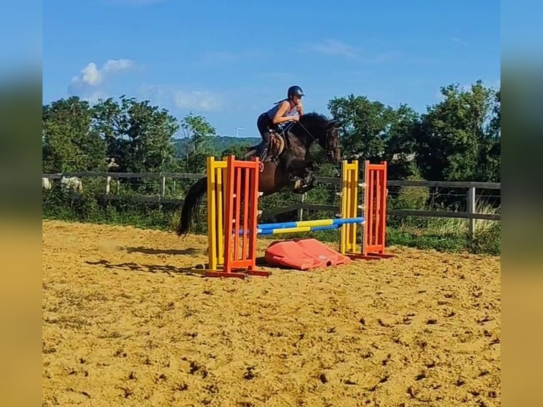 Selle français Klacz 5 lat 155 cm Gniada in Luchapt