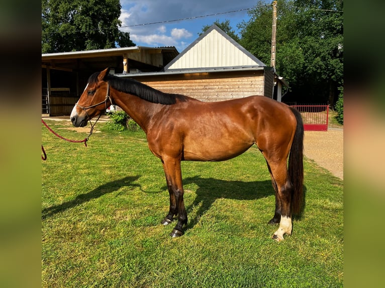 Selle français Klacz 5 lat 159 cm Gniada in Bazouges sur le loir