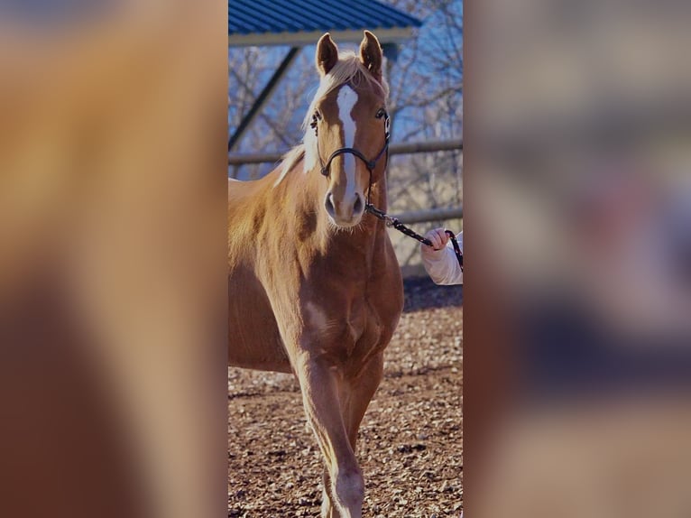 Selle français Klacz 5 lat 162 cm Cisawa in Riboulam