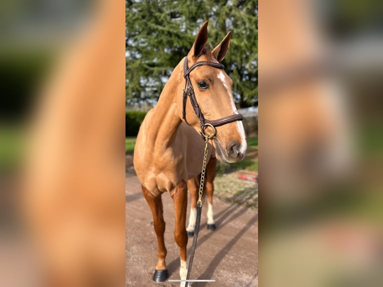 Selle français Klacz 5 lat 162 cm Kasztanowata in orbec