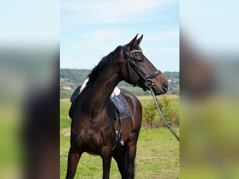 Selle français Klacz 5 lat 163 cm Ciemnogniada in Faramans