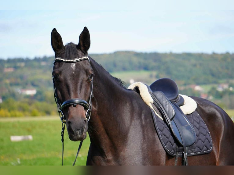 Selle français Klacz 5 lat 163 cm Ciemnogniada in Faramans