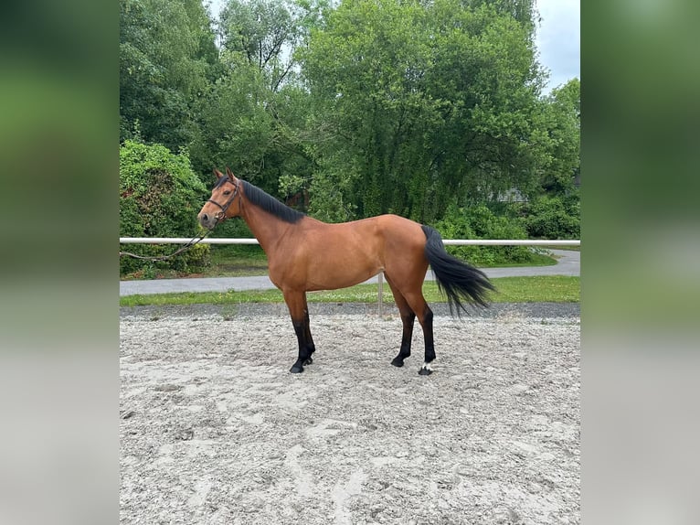 Selle français Klacz 5 lat 164 cm Gniada in Hamiltonmesques