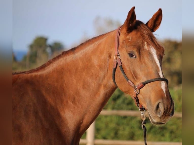 Selle français Klacz 5 lat 167 cm Gniada in Préchac