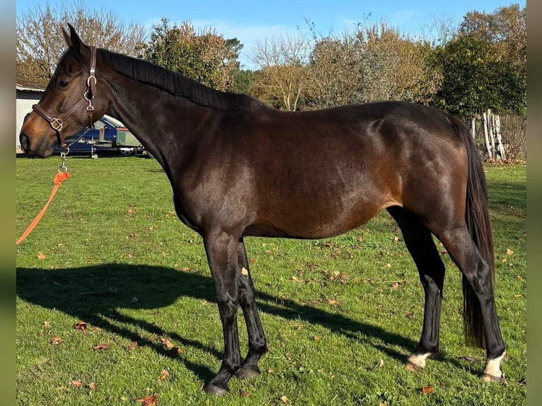 Selle français Klacz 5 lat 167 cm Skarogniada in Préchac