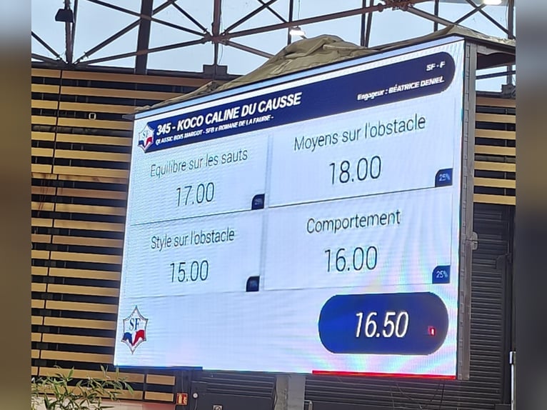Selle français Klacz 5 lat 168 cm Ciemnogniada in RODELLE