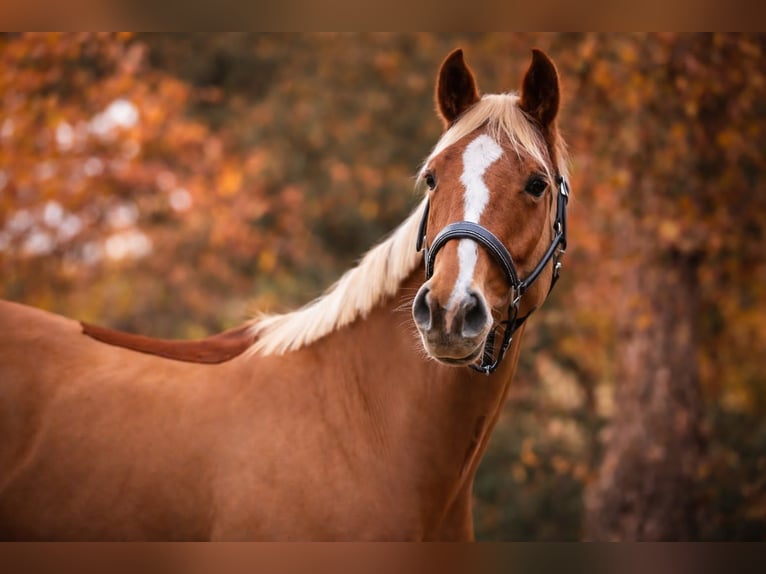 Selle français Klacz 6 lat 162 cm Kasztanowata in Beaumont de Pertuis