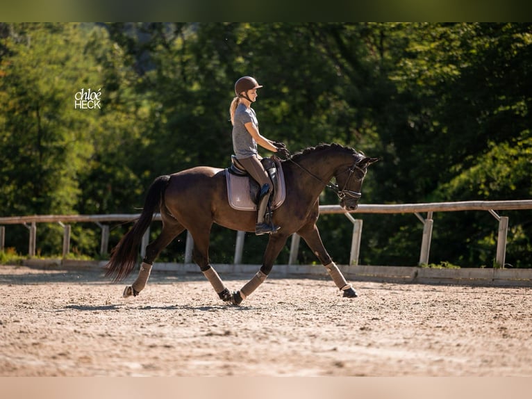 Selle français Klacz 6 lat 164 cm Ciemnogniada in Savoie