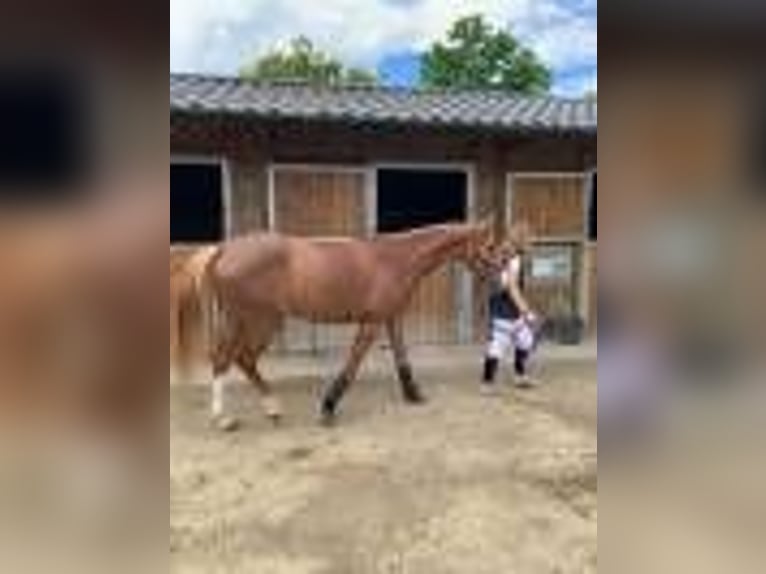 Selle français Klacz 6 lat 165 cm Ciemnokasztanowata in vienne en val