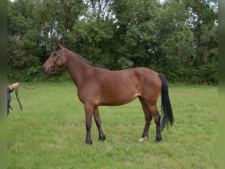 Selle français Klacz 6 lat 165 cm Gniada in Saint-Herblain