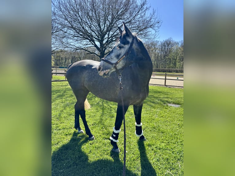 Selle français Klacz 6 lat 165 cm Siwa in chalon sur saone