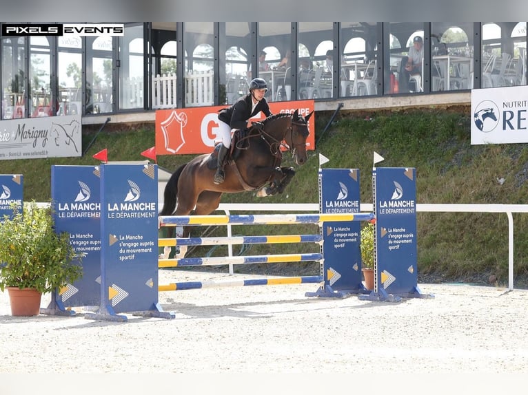 Selle français Klacz 6 lat 165 cm Skarogniada in Omonville-la-Rogue
