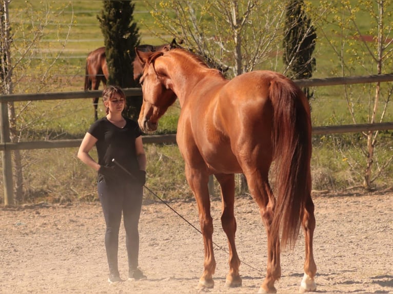 Selle français Klacz 6 lat 170 cm Kasztanowata in Soual