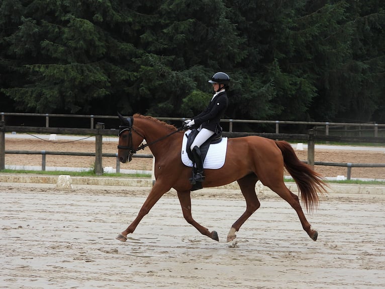 Selle français Klacz 6 lat 170 cm Kasztanowata in Soual