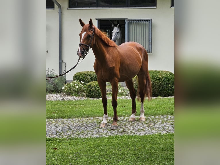 Selle français Klacz 6 lat 170 cm in Endingen am Kaiserstuhl