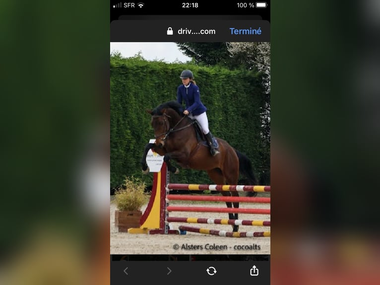 Selle français Klacz 6 lat 178 cm Ciemnogniada in Chereng