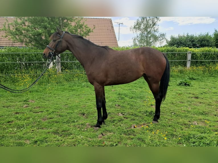 Selle français Klacz 6 lat Gniada in Laives