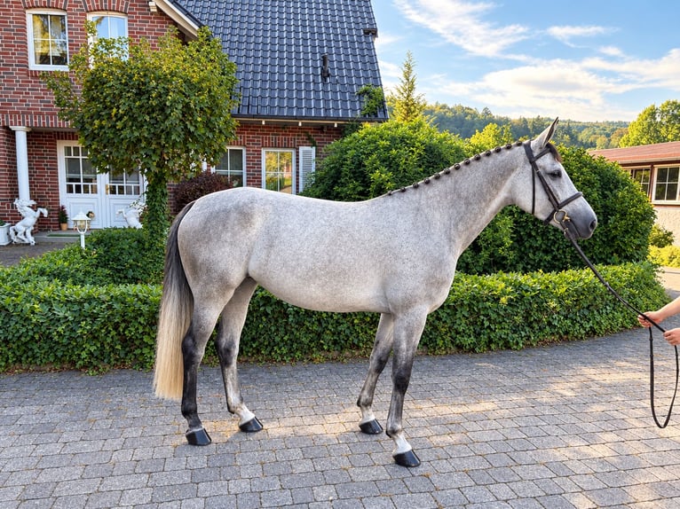 Selle français Klacz 6 lat Siwa in Wächtersbach