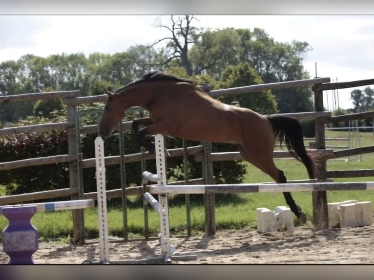 Selle français Klacz 7 lat 157 cm Gniada in Lons-le-Saunier