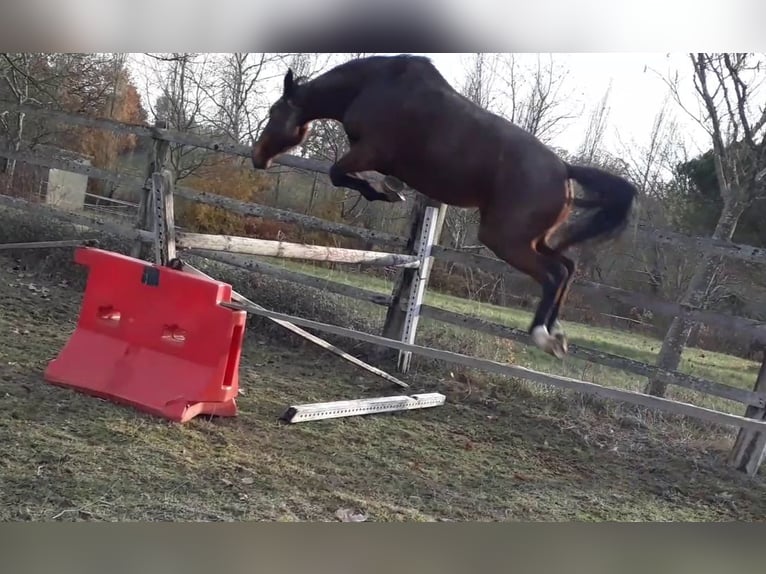 Selle français Klacz 7 lat 160 cm Gniada in LE FOUSSERET