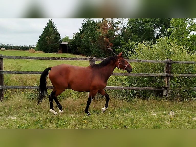 Selle français Klacz 7 lat 160 cm Gniada in LE FOUSSERET